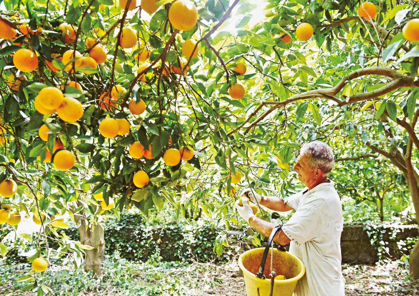 Sunset & Venice - Sweet Sicily: Sugar and Spice, and All Things Nice